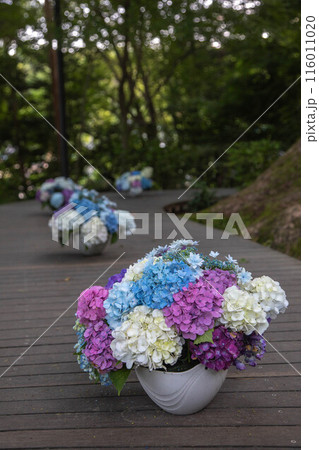 竈門神社の紫陽花飾り 116011020