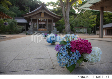 竈門神社の紫陽花飾り 116011031