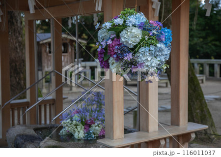 竈門神社の紫陽花飾り 116011037