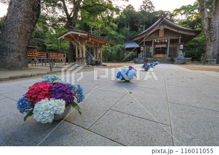 竈門神社の紫陽花飾り 竈門神社の紫陽花飾り 116011055