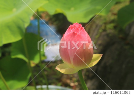 道路沿いに咲く蓮の花 116011065