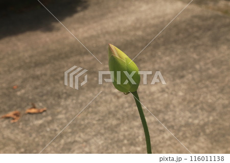 道路沿いに咲く蓮 道路沿いに咲く蓮 116011138
