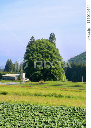 トトロの森・李山丹南山神（山形県・米沢市） 116011444