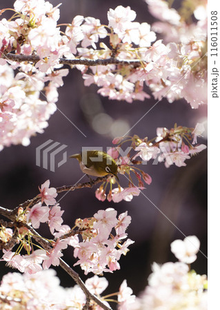松戸河津桜とメジロ 松戸河津桜とメジロ 116011508