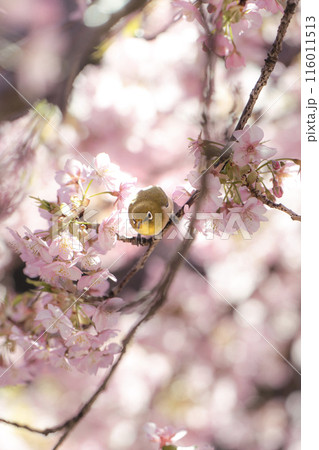 松戸河津桜とメジロ 116011513