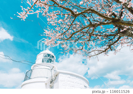 北九州市門司区 部埼灯台と桜 北九州市門司区 部埼灯台と桜 116011526