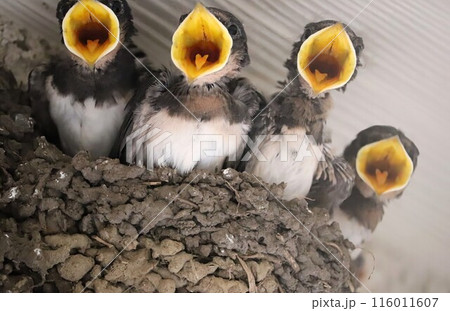 巣の中で大きな口を開けて親鳥を待つツバメのヒナたち 116011607