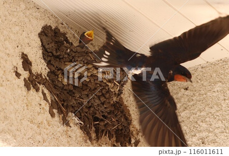 巣の中で待つヒナたちに餌を運ぶ親鳥 巣の中で待つヒナたちに餌を運ぶ親鳥 116011611