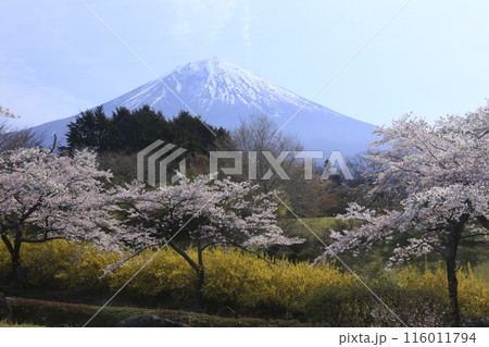 桜のある風景 桜のある風景 116011794