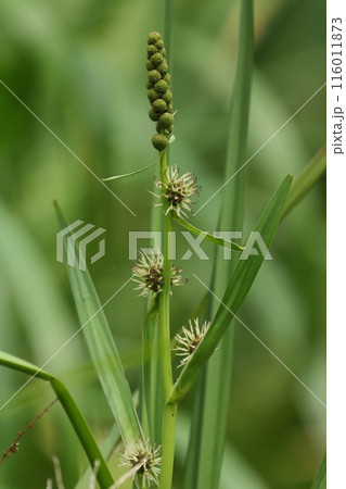 自然 植物 ミクリ、花をつけた茎。上側の雄花花序は蕾の状態です 自然 植物 ミクリ、花をつけた茎。上側の雄花花序は蕾の状態です 116011873