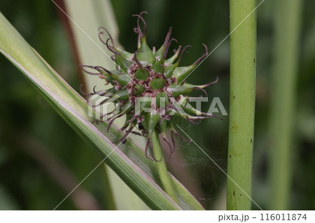 自然　植物　ミクリ、若い果実。青い実が一杯、沢山の雌花が集まっているのがよくわかります 116011874