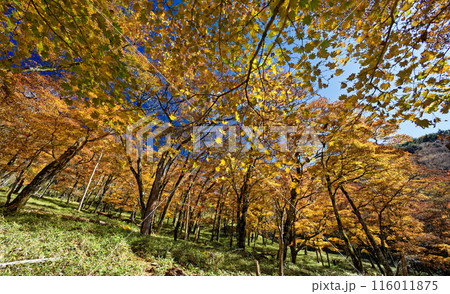 奥秩父・雁峠付近の紅葉 116011875