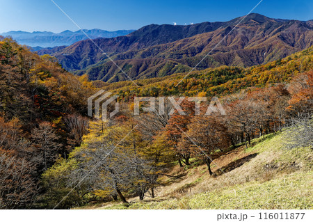 紅葉の奥秩父・雁峠から見る黒金山と南アルプスの山並み 紅葉の奥秩父・雁峠から見る黒金山と南アルプスの山並み 116011877