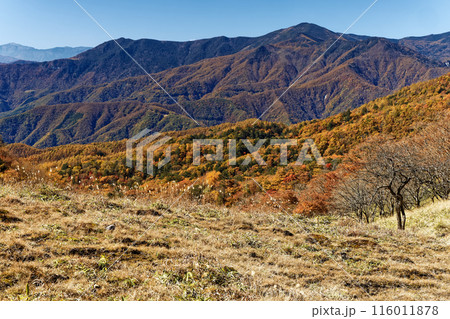 紅葉の奥秩父・雁峠から見る黒金山と乾徳山 紅葉の奥秩父・雁峠から見る黒金山と乾徳山 116011878