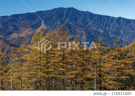 紅葉の雁峠付近から見る奥秩父・国師ヶ岳 紅葉の雁峠付近から見る奥秩父・国師ヶ岳 116011885