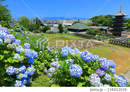 【香川県】紫陽花が満開の法然寺の五重塔と三仏堂(仏生山) 【香川県】紫陽花が満開の法然寺の五重塔と三仏堂(仏生山) 116012016