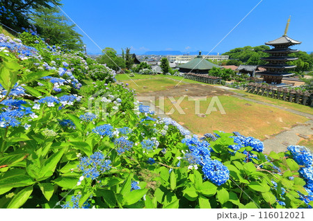 【香川県】紫陽花が満開の法然寺の五重塔と三仏堂（仏生山） 116012021