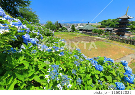 【香川県】紫陽花が満開の法然寺の五重塔と三仏堂（仏生山） 116012023
