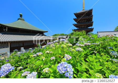 【香川県】紫陽花が満開の法然寺の五重塔と三仏堂（仏生山） 116012027