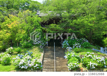 【香川県】紫陽花が満開の法然寺の来迎堂と男坂(仏生山) 【香川県】紫陽花が満開の法然寺の来迎堂と男坂(仏生山) 116012088