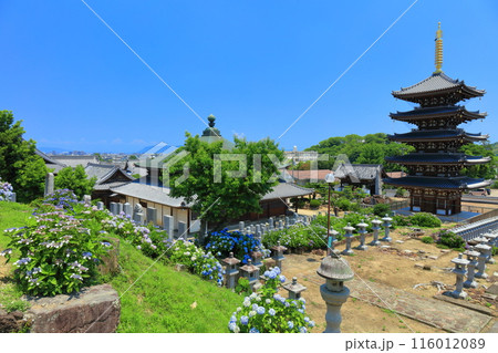 【香川県】紫陽花が満開の法然寺の五重塔と三仏堂(仏生山) 【香川県】紫陽花が満開の法然寺の五重塔と三仏堂(仏生山) 116012089