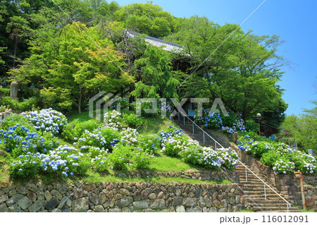 【香川県】紫陽花が満開の法然寺の男坂(仏生山) 【香川県】紫陽花が満開の法然寺の男坂(仏生山) 116012091