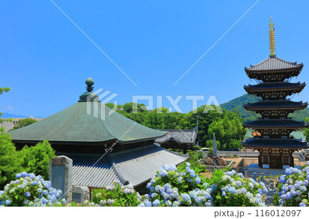 【香川県】紫陽花が満開の法然寺の五重塔と三仏堂（仏生山） 116012097