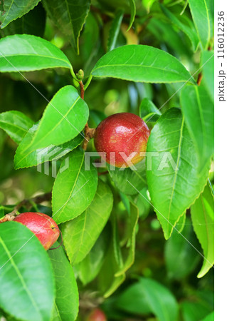 ツバキの実(椿油の原料 カメリア油 camellia oil) ツバキの実(椿油の原料 カメリア油 camellia oil) 116012236