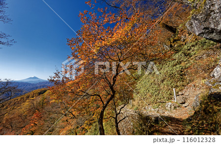 奥秩父・笠取山・水干付近の紅葉と富士山 奥秩父・笠取山・水干付近の紅葉と富士山 116012328