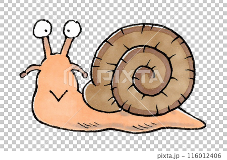 snails  116012406