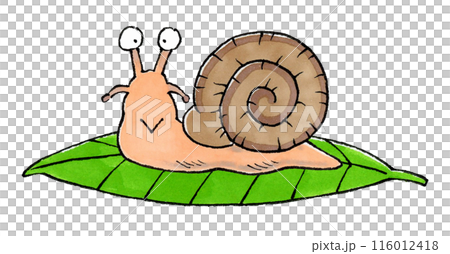 Snail on a leaf Snail on a leaf 116012418