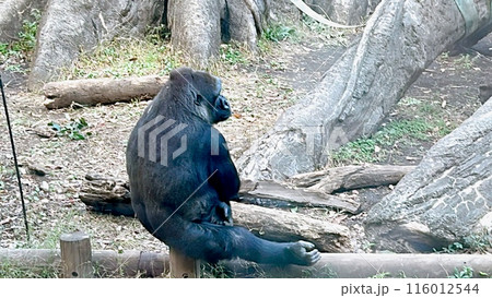 ゴリラ ゴリラ 116012544