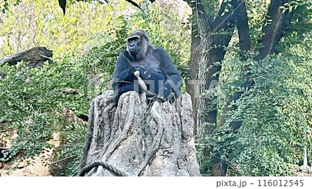 ボスゴリラ 116012545