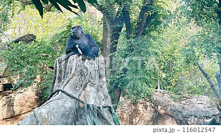 大きなゴリラ 116012547