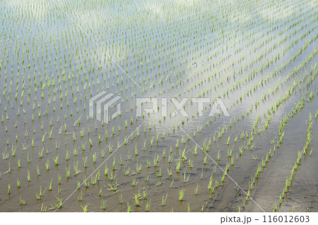 田植えを終えた田んぼ 116012603