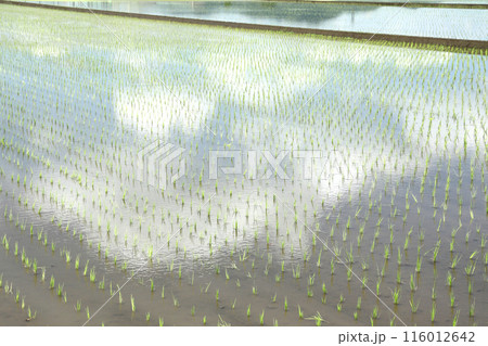 田植えを終えた田んぼ 116012642