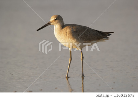 Willet is walking in the ocean water in the beach before sunset. Willet is walking in the ocean water in the beach before sunset. 116012678