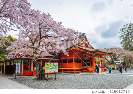 Fujinomiya, Japan April 8, 2024: People visit Fujisan Hongu Sengen Taisha Shinto Shrine where cherry blossoms are blooming on a rainy day at Shizuoka, Japan Fujinomiya, Japan April 8, 2024: People visit Fujisan Hongu Sengen Taisha Shinto Shrine where cherry blossoms are blooming on a rainy day at Shizuoka, Japan 116012756