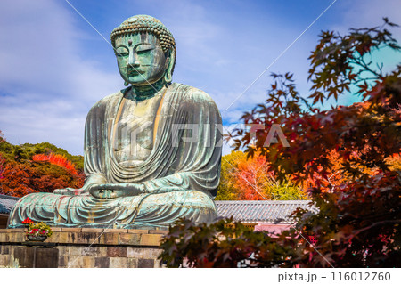 Daibutsu or Great Buddha of Kamakura in Kotokuin Temple at Kanagawa Prefecture Japan with leaves changing color It is an important landmark and a popular destination for tourists and pilgrims. 116012760
