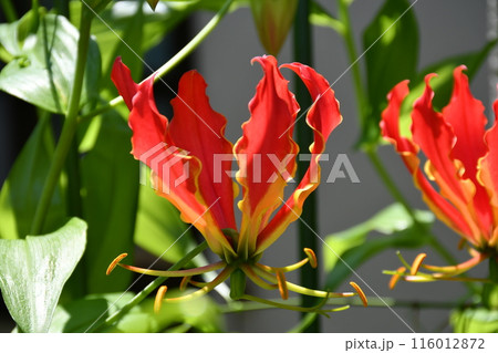 開花したグロリオサ 南国の赤い花 開花したグロリオサ 南国の赤い花 116012872