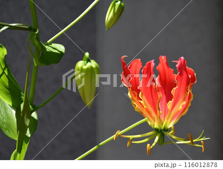 開花したグロリオサ 南国の赤い花 開花したグロリオサ 南国の赤い花 116012878