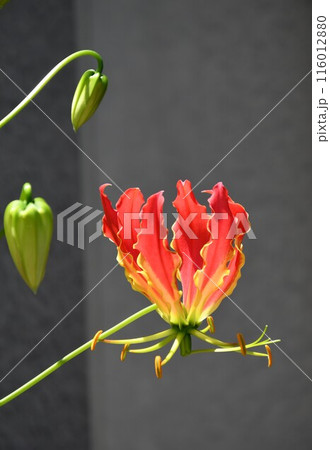 開花したグロリオサ　南国の赤い花 116012880