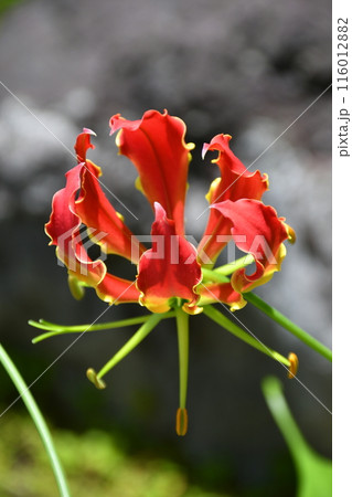 開花したグロリオサ 南国の赤い花 開花したグロリオサ 南国の赤い花 116012882