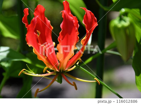 開花したグロリオサ　南国の赤い花 116012886