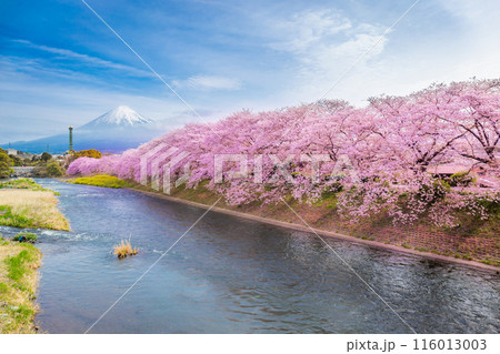 Beautiful blooming cherry blossoms with Mount Fuji in the background and a Urui river in the foreground is a popular tourist spot in Fuji City, Shizuoka Japan. 116013003