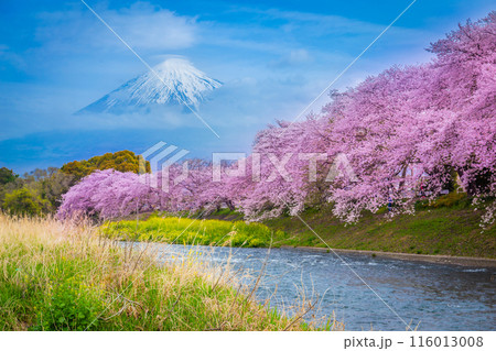 Beautiful blooming cherry blossoms with Mount Fuji in the background and a Urui river in the foreground is a popular tourist spot in Fuji City, Shizuoka Japan. Beautiful blooming cherry blossoms with Mount Fuji in the background and a Urui river in the foreground is a popular tourist spot in Fuji City, Shizuoka Japan. 116013008
