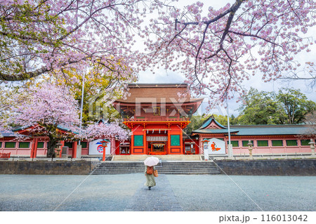 Cherry blossoms blooming in Fujisan Hongu Sengen Taisha Shinto Shrine at Fujinomiya famous shrine and landmark of Shizuoka Japan. Woman holding an umbrella 116013042