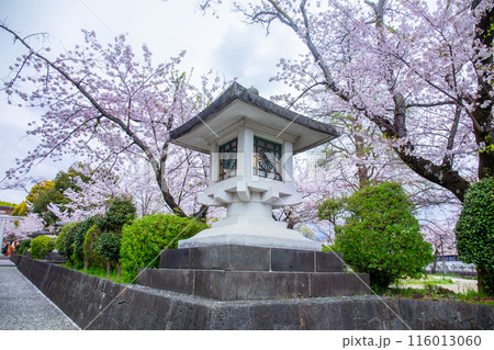 large traditional lantern with cherry blossoms blooming front Fujisan Hongu Sengen Taisha Shinto Shrine in Fujinomiya famous shrine and landmark Shizuoka Japan 116013060