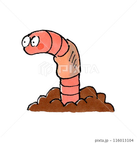 土から顔を出すミミズ 土から顔を出すミミズ 116013104