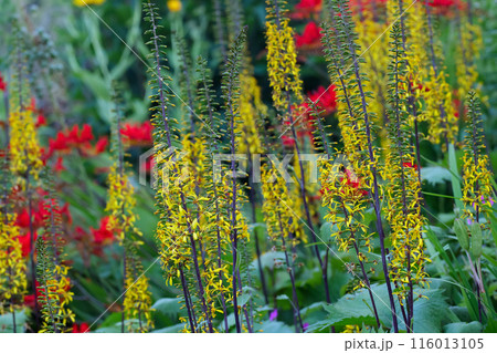 Yellow spikes of flowers of Ligularia wilsoniana in the summer park. 116013105